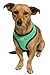 OxGord Pet Control Harness for Dog & Cat Easy Soft Walking Collar, Medium, Hunter Green