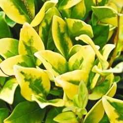 Ligustrum Japonicum Howardi - 1 Live Quart Size