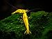 Aquatic Arts 10 Live Freshwater Golden Back Yellow Shrimp (Neocaridina davidi - 1/2 to 1 Inch Long)