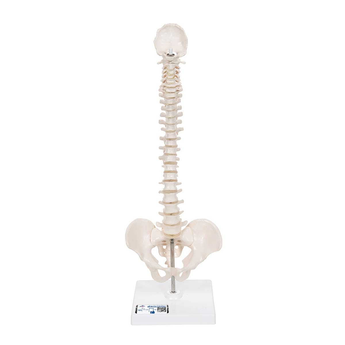 3B Scientific Mini Spinal Column, Flexible Mounted, on Removable Base + free Anatomy App - 3B Smart Anatomy, Miniature, A18/21