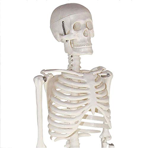 ZQDL 85CM Human Skeleton Model with Spine Nerve Medical Teaching Equipment PVC Environmental Protection Material