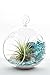 Air Plant Terrarium Kit | Aqua Crunch | Natural Accents Series | Complete Tillandsia Gift Set | 4” Glass Globe | Nautical Crush Trading TM