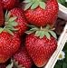 20 Sweet Charlie Strawberry Plants SUPER-SWEET BERRY (pack of 20 bare roots for $18.95+6.99 shipping) Zone 4-9.