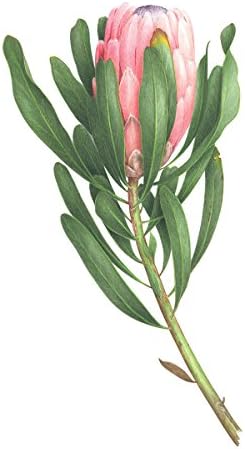 Tattly Temporary Tattoos Pink Protea, 2 Count