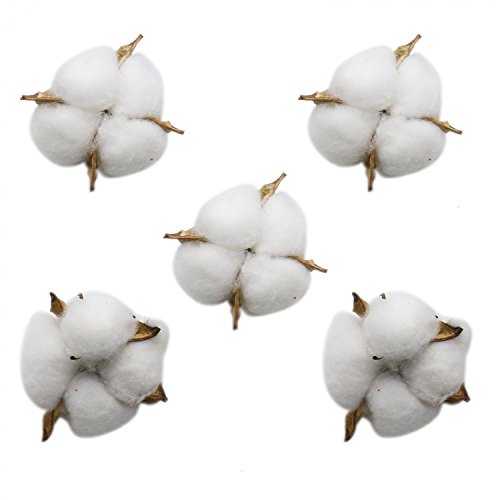 Buorsa 10 Pcs Dried Cotton Bolls White Cloud Cotton Balls Cotton Boll Decor