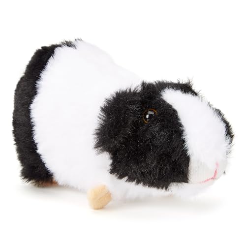 Black White Guinea Pig