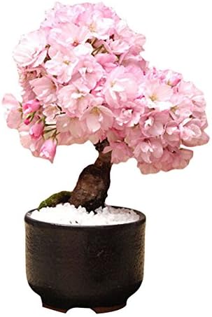 dzsntsmgs 20Pcs Cherry Blossom Bonsai Japanese Sakura Flower Seeds Home Garden Decor Bonsai Seeds, Easy to Cultivate, High Germination Rate