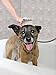 SmarterFresh Pet Shower Sprayer Set, Complete Pet Wash Hand Held Shower Attachment for Home Dog Washing Station
