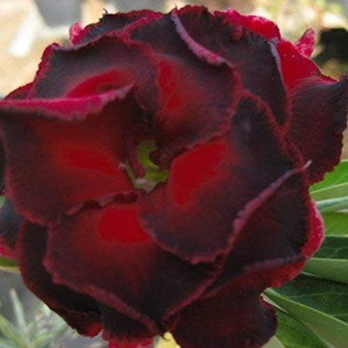 XIANJIA - 100 Pieces Desert Rose Seeds Exotic Rose Flower Seeds Hybrid Tea Seeds for Your Garden Balcony Long Flowering Hardy Perennial (3)