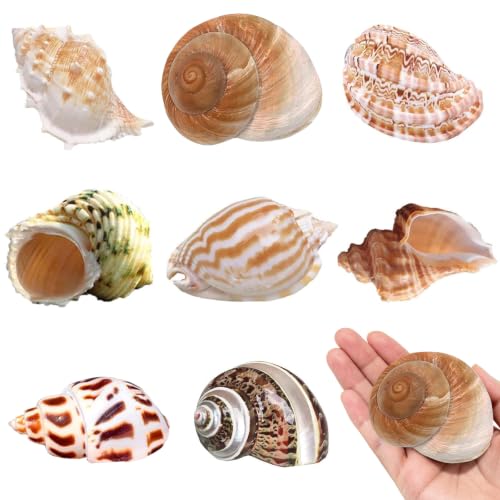 SINKOO Hermit Crab Shells