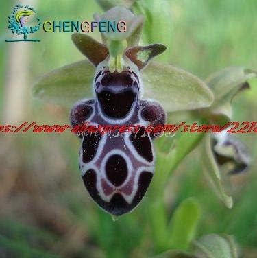 Amazon 白 100種まれな花蜂の蘭の花の種笑顔の顔面白い花種フローラセミラミ蜂 花