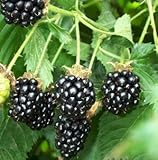 25 Pre-Stratified Jumbo Thornless Blackberry Seeds