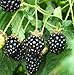 25 Pre-Stratified Jumbo Thornless Blackberry Seeds primary