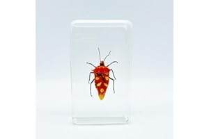 BETENSH Bee, Scorpion, Scarab and Other Insect Specimens, Transparent Resin Amber, Very Suitable for Kids Educational Science Specimens, Collection, Decoration 2.4″*1.4″*0.7″ (Horned Shield Bug)