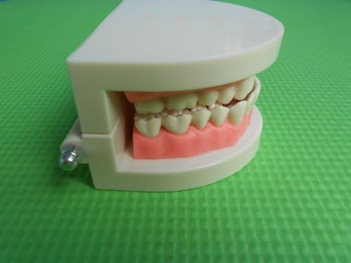 Adult and Children Dental Dentist Teeth Standard Typodont Dental Teeth Teaching Study Model