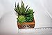Quality Inspired Artificial Succulent Plants, Fake Succulent Plants for Home, Office or Shelf Decoration. These Artificial Plants Come in a Decorative Box, Great Gift idea.