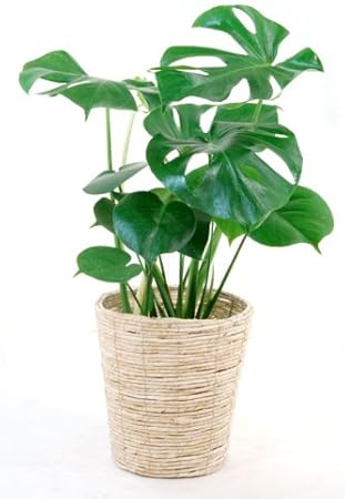 Amazon Co Jp ホワイト鉢カバー付 ヒメモンステラ6号鉢 ホーム キッチン