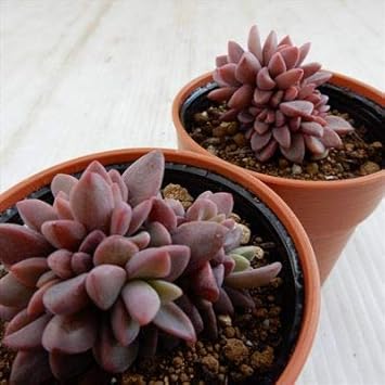 Amazon Co Jp Hmエケベリア レズリー 多肉植物 エケベリア 6cmポット ホーム キッチン