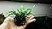 Luffy Coco Philippines Java Fern: Live Aquatic Plant with 10+ Leaves : Provides a Natural Environment for Your Fish: Easy Care: Hardy Plant with Longevity: Bring More Color to Your Aquascape