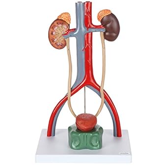 Male Urinary System Anatomy - Anatomy Diagram Book