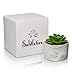 Porcelain Glossy Marble Vase + The Fake Potted Plants Stunningly Realistic Vibe┃Pre-Filled Fake Succulent Plants in Pot┃Fake Desk Plant is Perfect for Sprucing Up The Bathroom