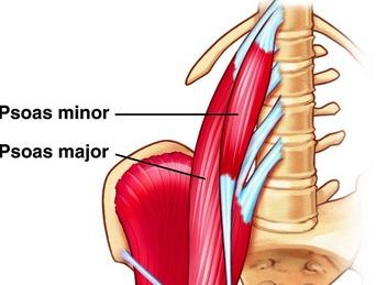 Psoas Strength and Flexibility: Core Workouts to Increase Mobility, Reduce Injuries and End Back Pain photo review
