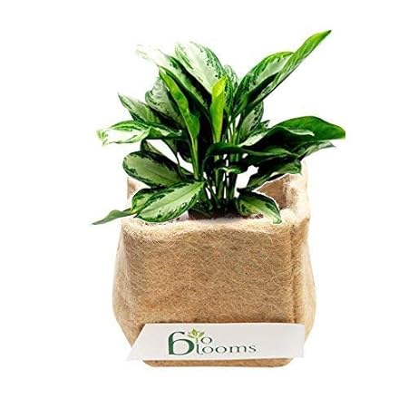 BIO BLOOMS AGRO INDIA PRIVATE LIMITED Jute Grow Bags 9x9 Inches 4 Pcs for Eco Friendly Gardens, Easy Grow Bags Set of Bags Bio_300a9