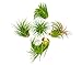 5 Large Ionantha Tillandsia Air Plant Pack - Each 2 to 3.5 Inches Long - Live Tropical House Plants for Home Decor - Indoor Terrarium Air Plants