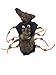 Midlee Scary Spider Dog Costume (Small)