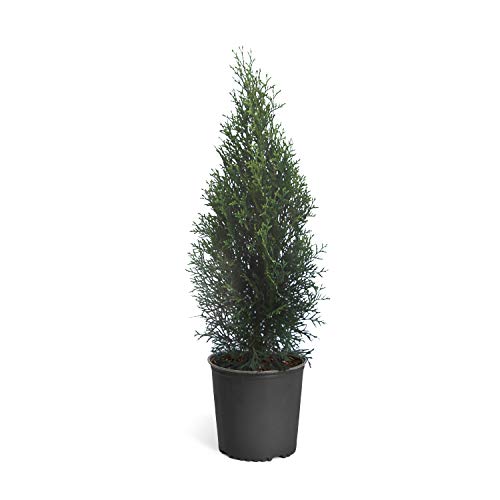Emerald Green Arborvitae Evergreen Trees Perfect for Privacy Large
