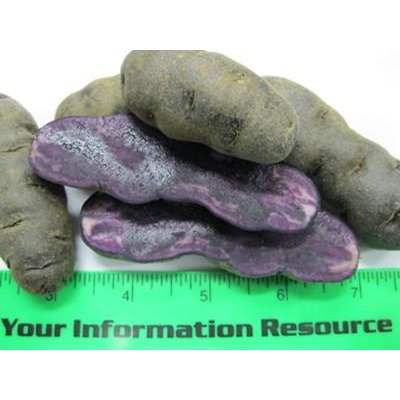 Purple Fingerling - Avg 10 Lb Case