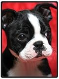 Purebred Cute Boston Terrier Plush Throw Blanket Travel Blanket 58