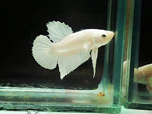 Thebestshop2018 Supper White Live Betta Fish Male Live Fish Read Description Before