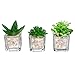 Small Glass Cube Artificial Plant Modern Home Decor/Faux Succulent Planter Pots, Set of 3 (Assortment 1)