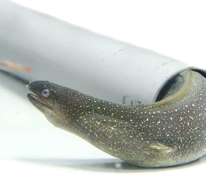 Amazon 熱帯魚 淡水ウツボ 約30 50cm 1匹 生体 観賞魚 水中生物 通販
