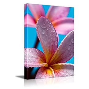 Canvas Prints Wall Art - Pink Frangipani Flower Closeup with Water Droplets | Modern Wall Decor/Home Decoration Stretched Gallery Canvas Wrap Giclee Print. Ready to Hang - 18" x 12"