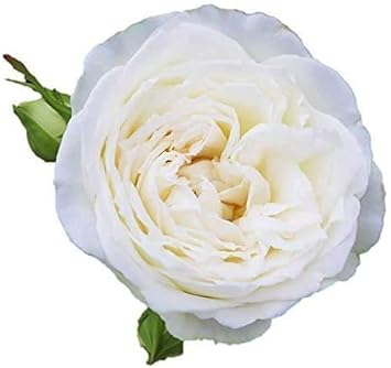 Amazon バラ苗 シェドゥーブル 新苗植え替え7号専用角鉢入 白系 Rose For You 購入特典 ぼかし肥料1kg付き 鉢