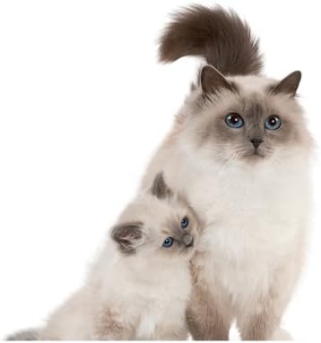 sacred birman cat