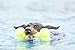 KONG - AirDog® Squeaker Bone - Squeaky Bounce and Fetch Toy, Tennis Ball Material – Medium