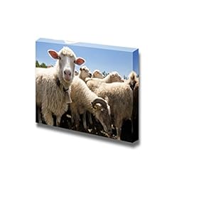 Canvas Prints Wall Art - Herd of Sheep on a Livestock Farm | Modern Wall Decor/Home Art Stretched Gallery Canvas Wrap Giclee Print & Ready to Hang - 12" x 18"
