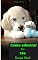 Livro Como adestrar seu cão : Adestramento fácil para cães