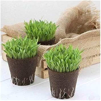Amazon 観葉植物 長さで選べる スーダングラス 直径８ｃｍｅｃｏポット植え 短め 無農薬 １ポット Charm チャーム 毛玉ケア 通販