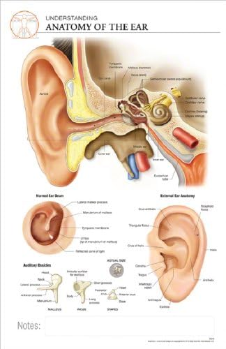 11 x 17 Post-It Anatomical Chart: ANATOMY of the EAR