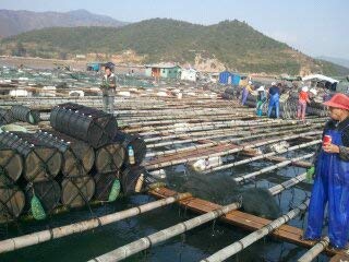 5 Strait+taiwan+dried+cooked+abalone