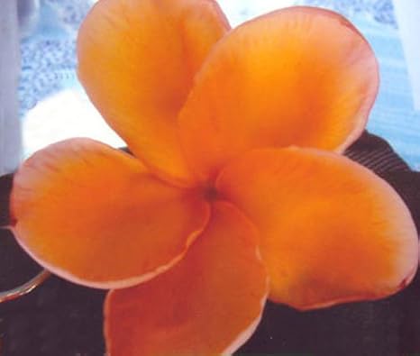 Amazon プルメリア盆栽タイ接ぎ木プルメリア苗木観葉植物花苗多肉植物plumeria Rubra Grafted Plant Bonsaino195 Pearl Undamun 2 観葉植物 オンライン通販