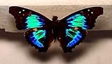 Framed Sparkling Cherub Butterfly Riker Mount (5