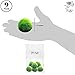 Luffy 9 Marimo Moss Balls - Jumbo Pack of Aesthetically Beautiful Plants - Create Healthy Environment for Aquatic Pets - Low Maintenance Live Plant - Shrimps & Snails Love Them