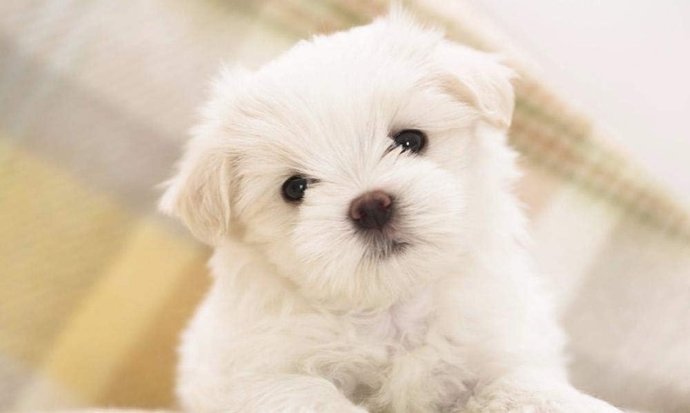 QNJY Children's Puzzle Sudoku 1000 Tablets Maltese Puppy 3D Adult Jigsaw Puzzle for Games DIY 70x50cm Home Decoration