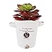 Greatflower Pack of 4 Purplish Red Single Artificial Succulent 4