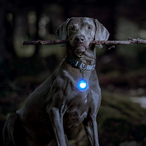 DOMIGLOW 2Pcs Dog Collar Light - Led Dog Tag Lighted Dog Pendants Glow in Dark Pet ID Tags Dog Lights for Night Walking & Camping (Pink & Blue)